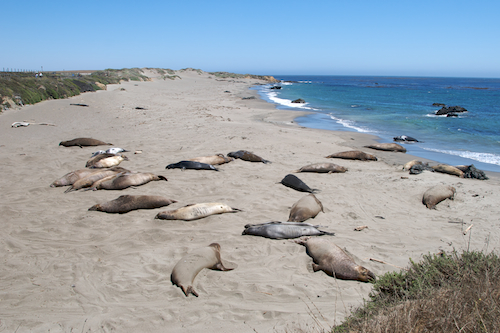 big_sur_elephant_seals