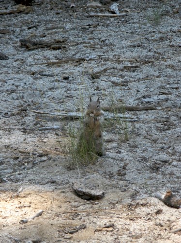 chipmunk eating grass