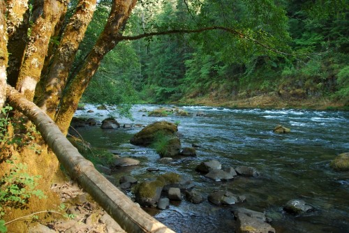island campground umpqua river