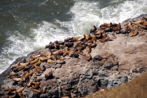 sea lions on rock