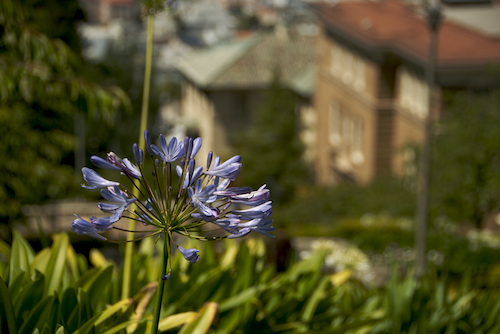 sf_flower_presidio_hill