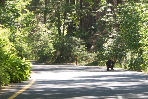 yosemite black bear on road