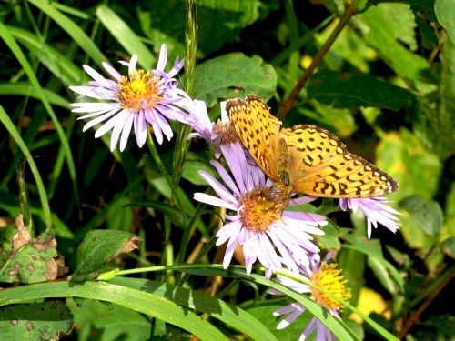 butterfly