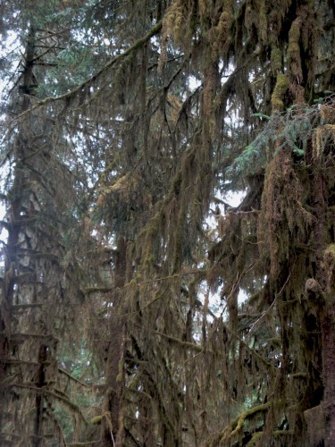 hoh rain forest moss