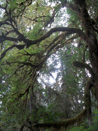 hoh rain forest tree