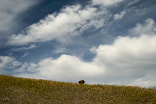 national-bison-range 1