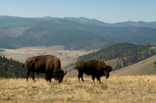 national-bison-range 3