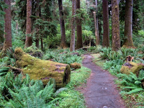 rain forest cut log