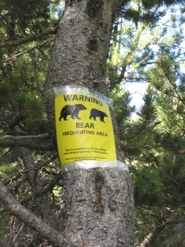 swiftcurrent_bear-frequenting