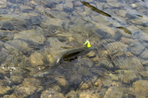 swiftcurrent_caught-trout