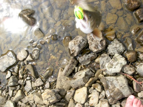 swiftcurrent_trout-dangling
