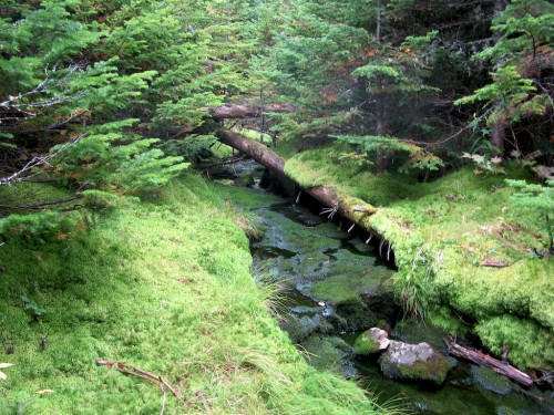 big-slide_brook-with-moss