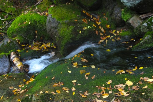 big-slide_creek-on-moss