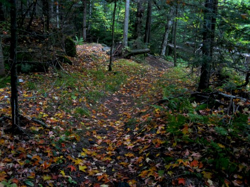 big-slide_leafy-trail