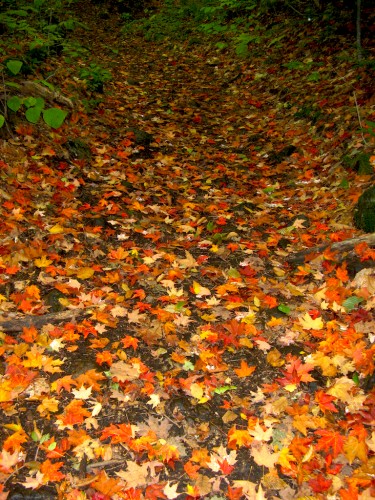 big-slide_more-leaves