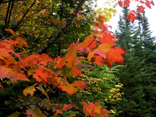 big-slide_red-leaves