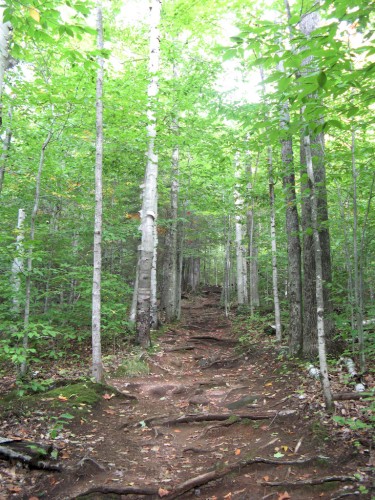 big-slide_root-trail