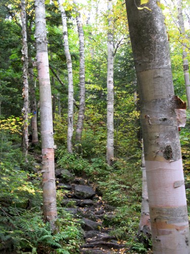 big-slide_walk-through-trees