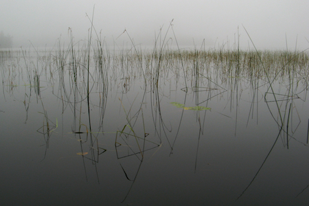 bwca_reeds-in-fog