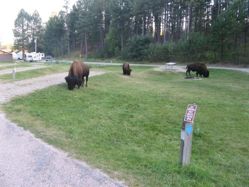 legion-lake_campground-bison