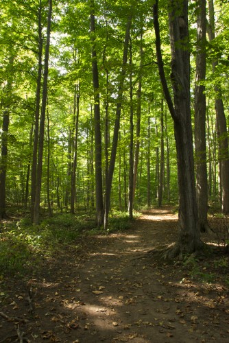 palmyra_sacred-grove-path