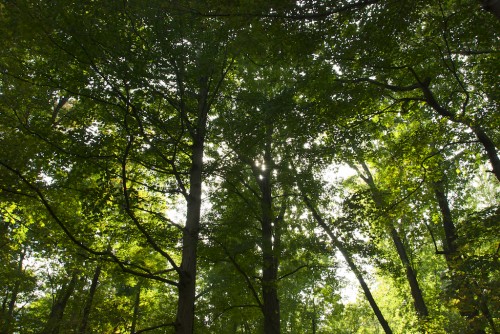 palmyra_sacred-grove-trees