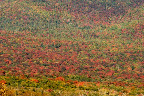 whiteface_color