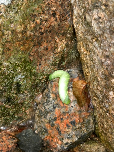 acadia_caterpillar