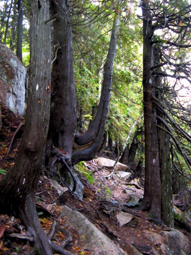 acadia_trees-on-trail