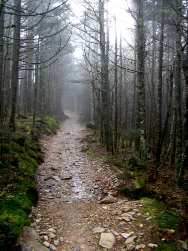 alum-cave_trail-trees