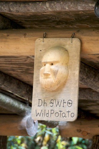 cherokee_wild-potato