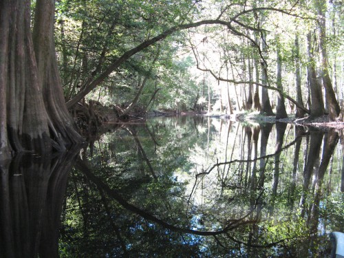 congaree_leaning-branch