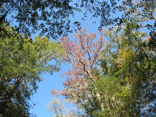 congaree_tree-canopy