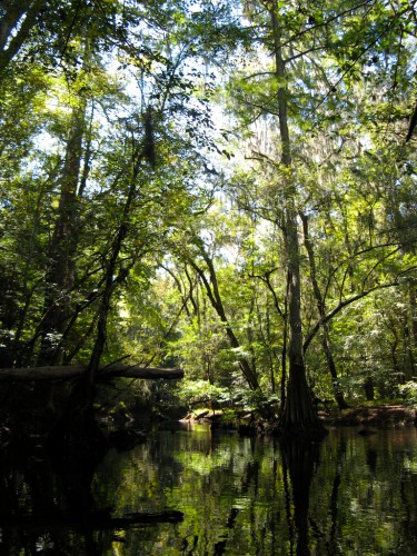 congaree_y-in-creek