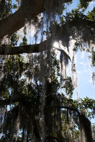 ft-st-george_moss-tree
