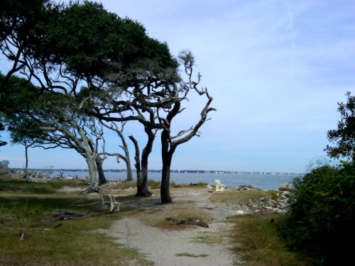 jekyll-island_trees-beach