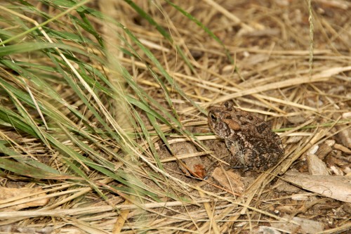 pulaski_frog