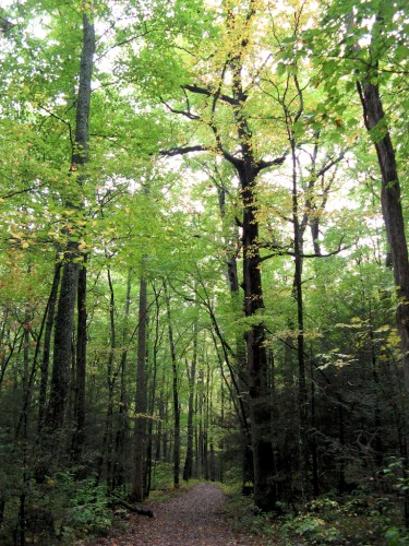 ramsay_path-and-trees