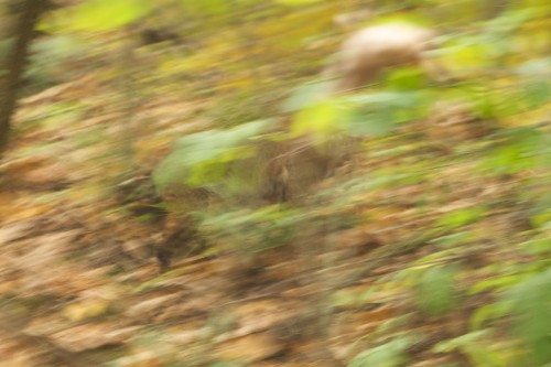 shenandoah_bobcat