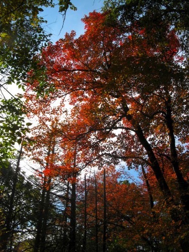 shenandoah_white-oak-leaves