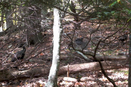 shenandoah_white-oak-turkeys