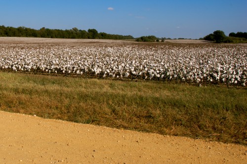 shirley-mansion_cotton
