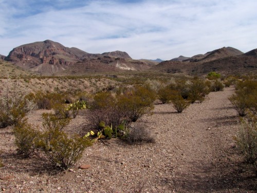 big-bend_desert-trail-2