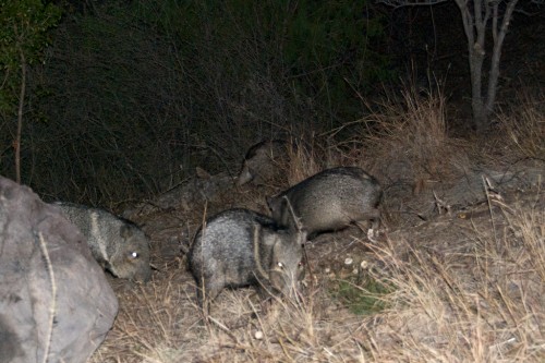 big-bend_javelina-band