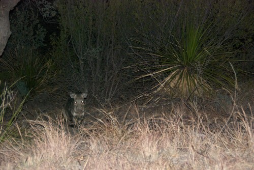 big-bend_javelina-solo