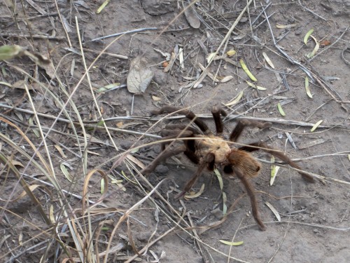 big-bend_tarantula