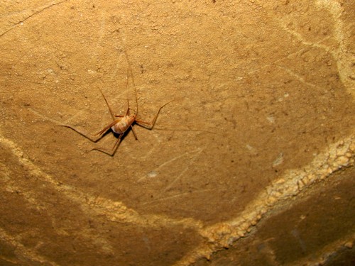 mammoth-cave_cave-cricket