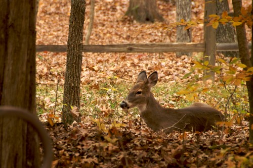 mammoth-cave_deer-in-leaves