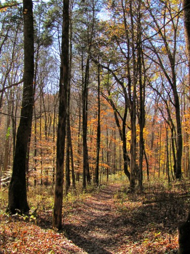 mammoth-cave_trail-trunks