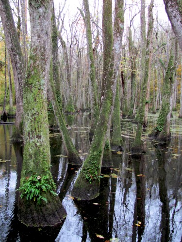 natchez-trace_swamp-trees
